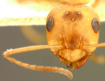 Media type: image;   Entomology 9210 Aspect: head frontal view